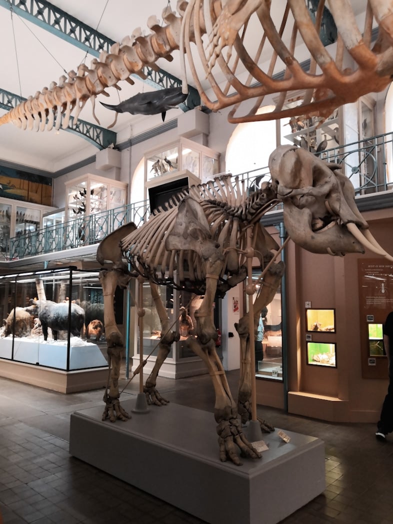 Musée d'Histoire Naturelle Lille