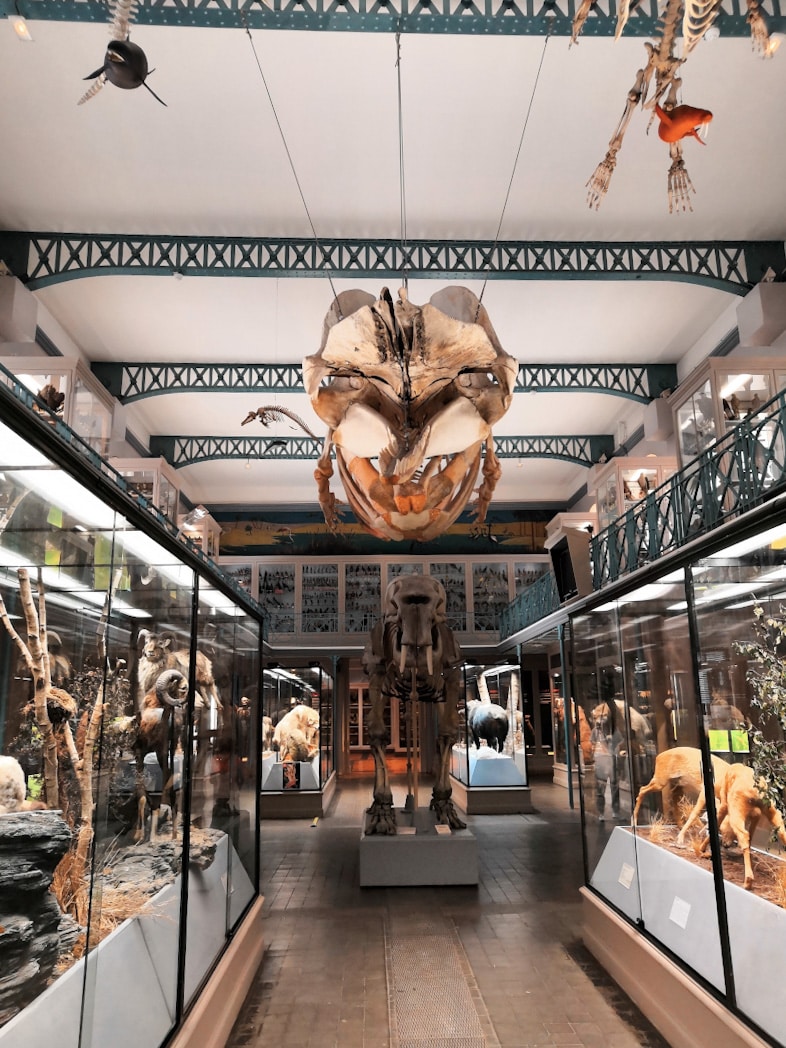Musée d'Histoire Naturelle Lille
