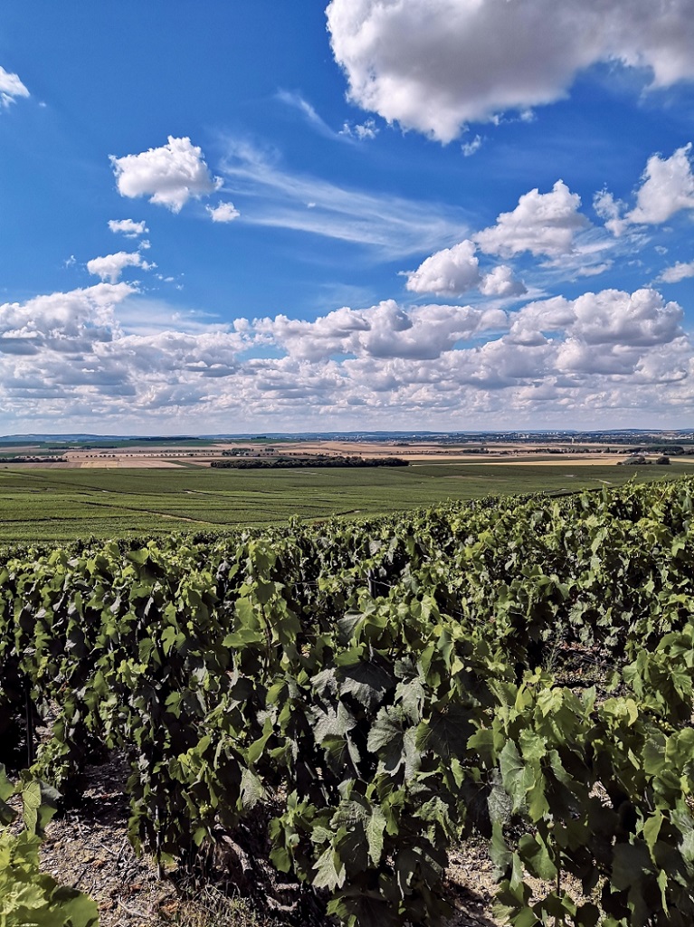Montagne de Reims