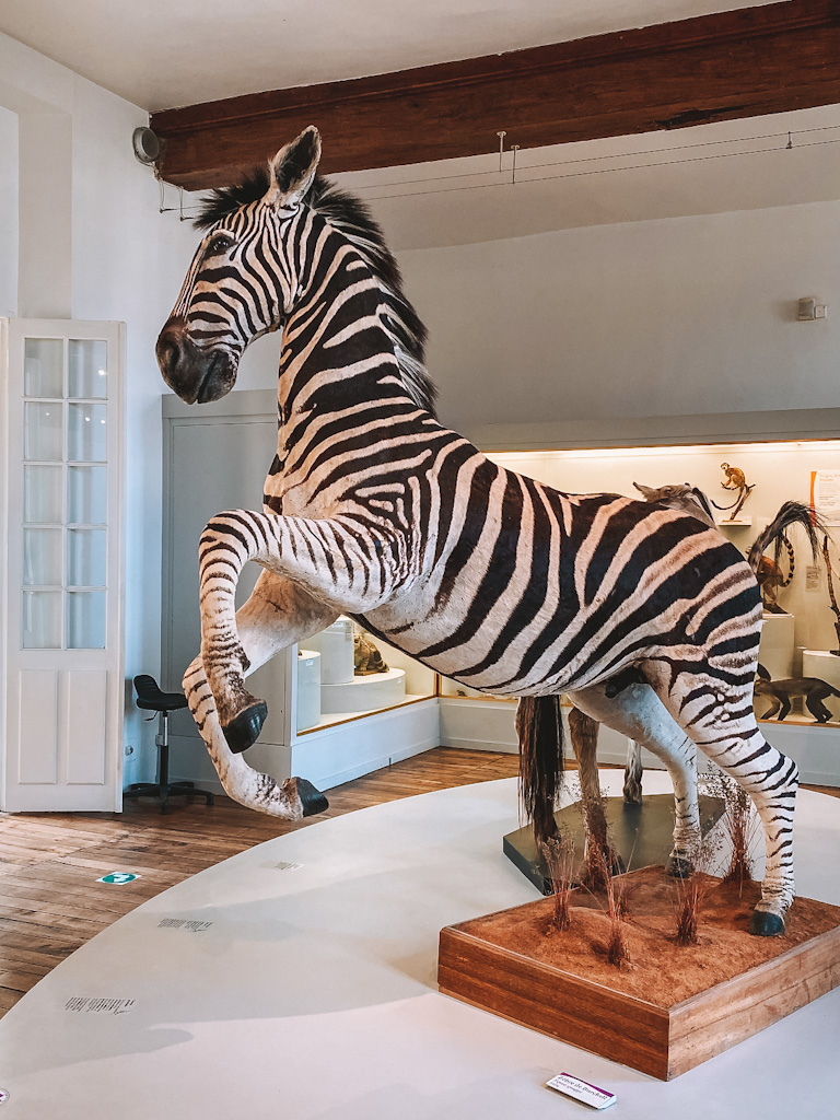 Musée Saint- Loup Troyes