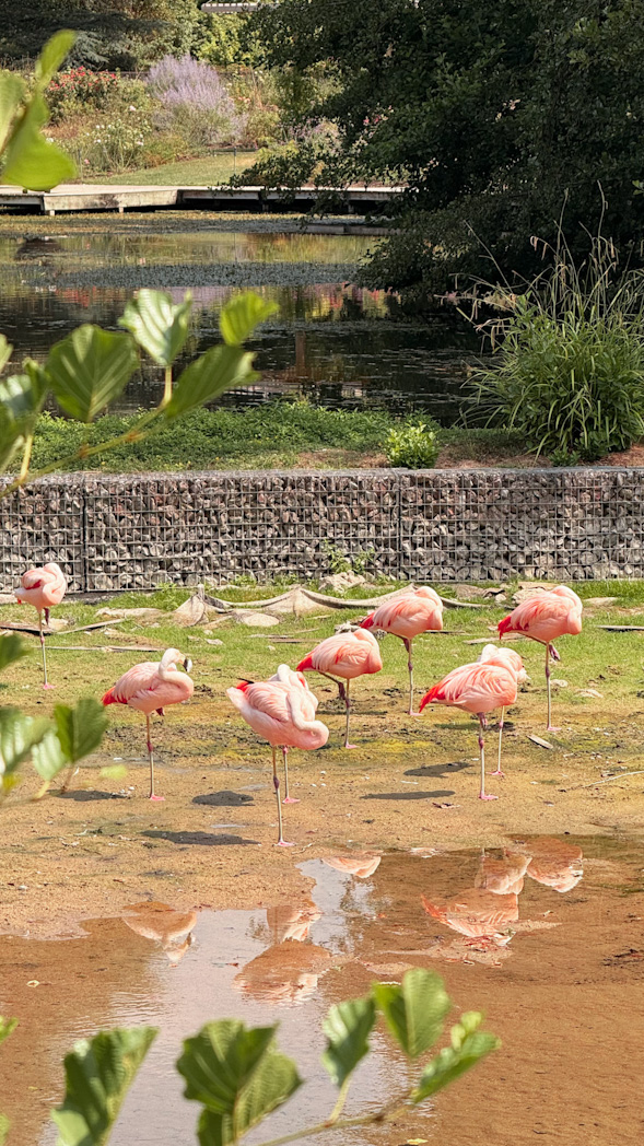 Flamants roses au Parc Floral de la Source à Orléans