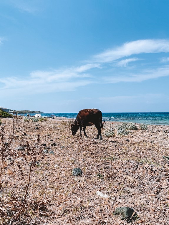 Plage de Barcaggio Cap Corse