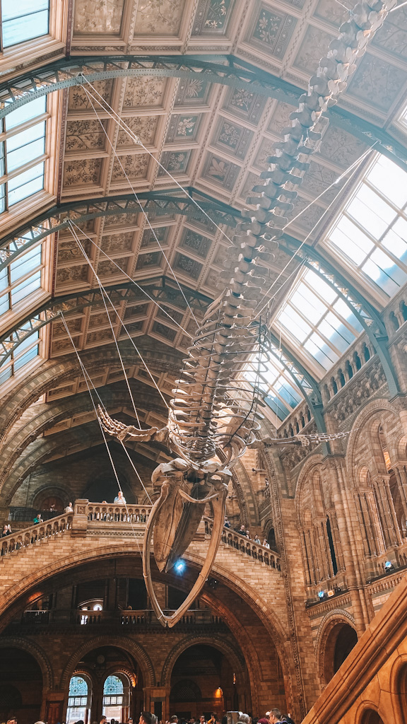 Musée d'Histoire Naturelle Londres
