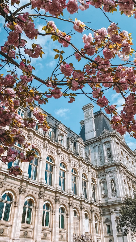 Cerisiers au Jardin des Combattants de la Nueve Paris