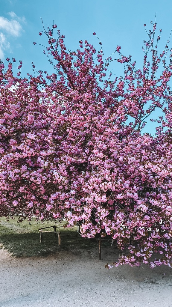 Cerisier Jardin des Plantes Paris
