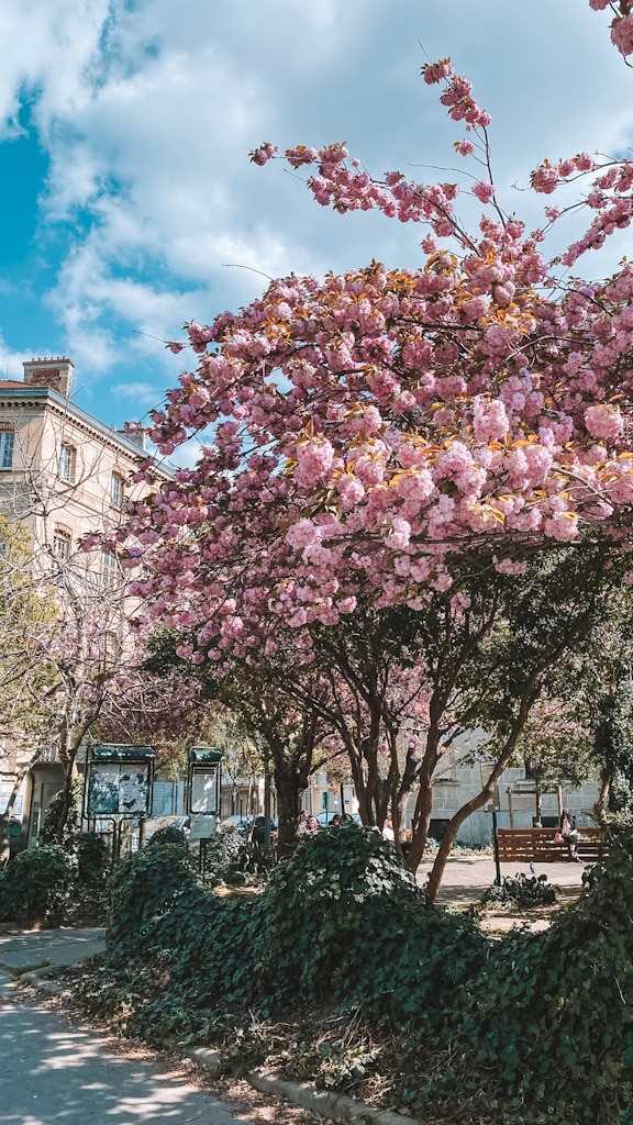 Cerisiers au Square Marie Trintignant Paris