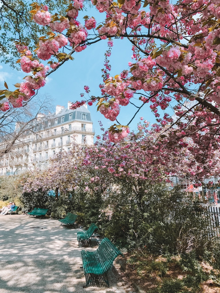 Cerisiers au Square Paul Langevin Paris