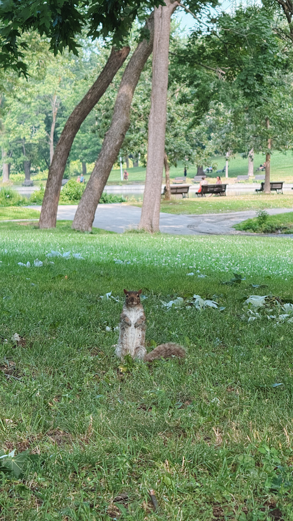 Écureuil observé dans le Parc LaFontaine à Montréal.