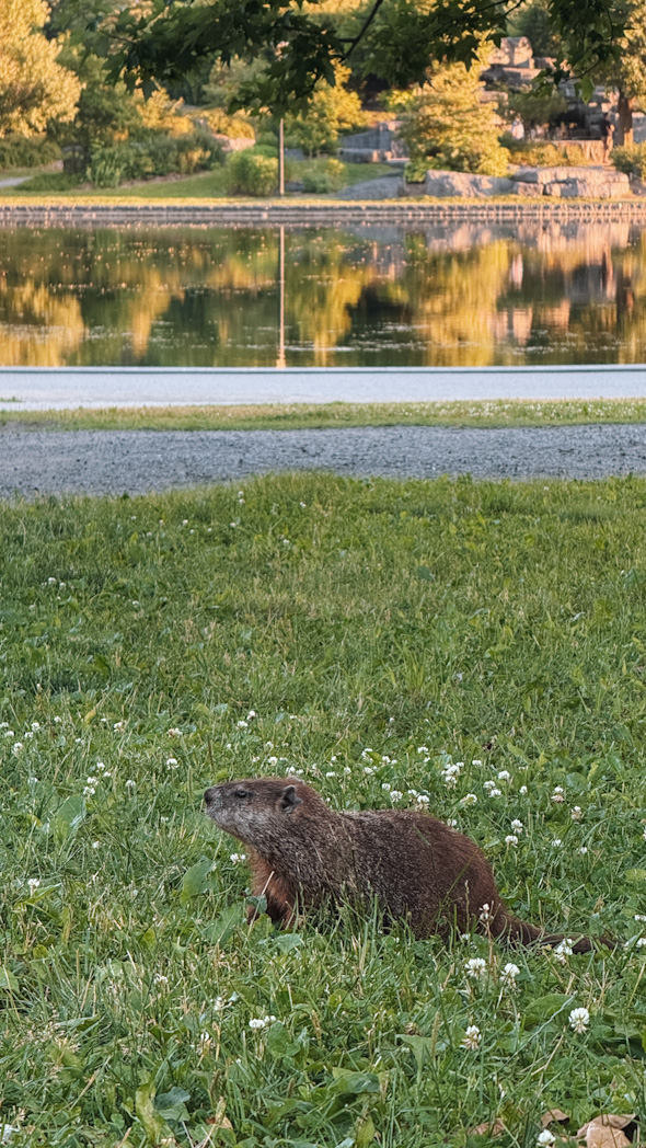 Castor au bord du lac aux Castors, parc du Mont Royal à Montréal.
