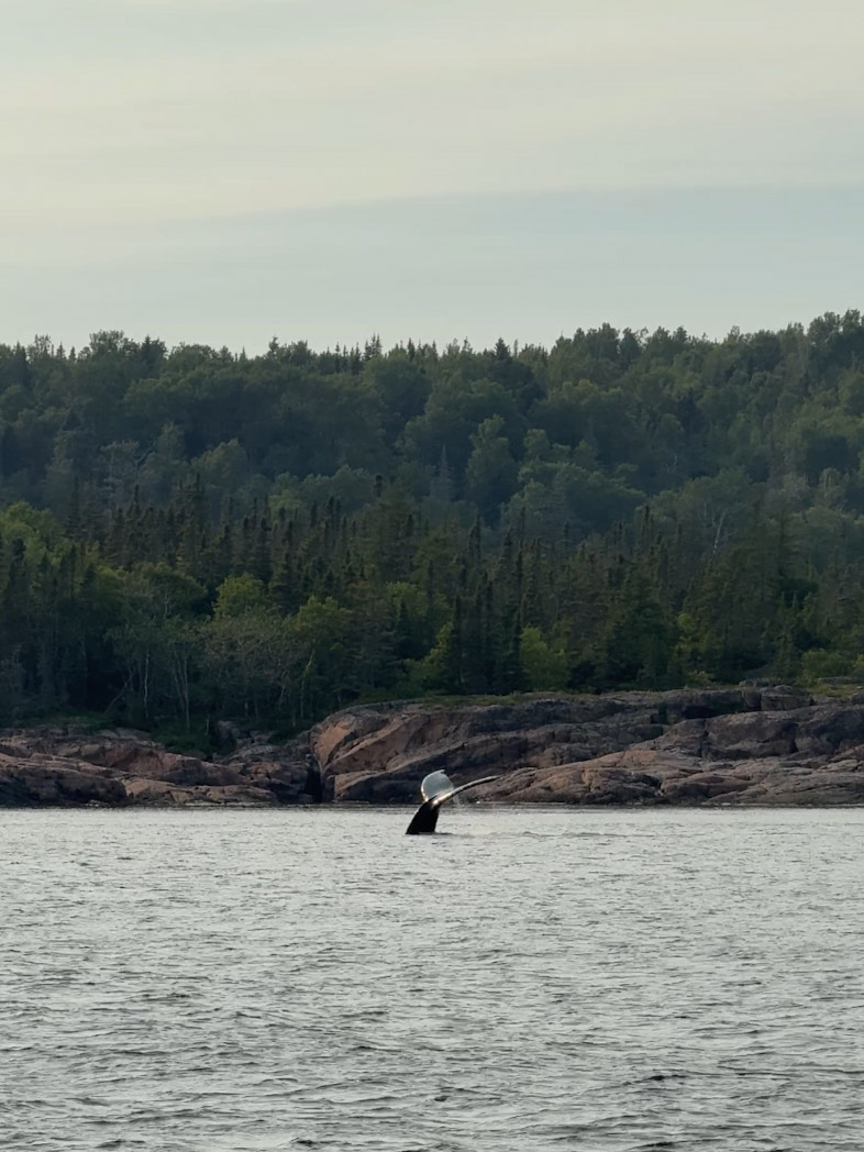 Observation de baleines à Tadoussac, moment fort d’un road trip 15 jours Québec