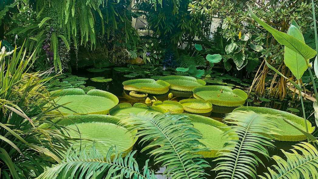 Parc du Moulin à Tan à Sens, parc botanique et espace de loisirs