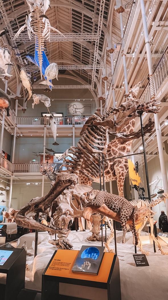 Galerie d'histoire naturelle du National Museum of Scotland à Édimbourg.